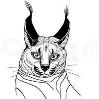 Cat caracal kitten wild animal sketch tattoo vector