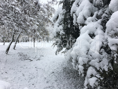 trees covered with a thick layer of snow