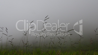 Reed Grass On Foggy Day