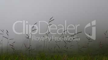 Reed Grass On Foggy Day