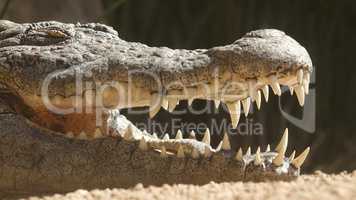 Crocodile Or Alligator Teeth