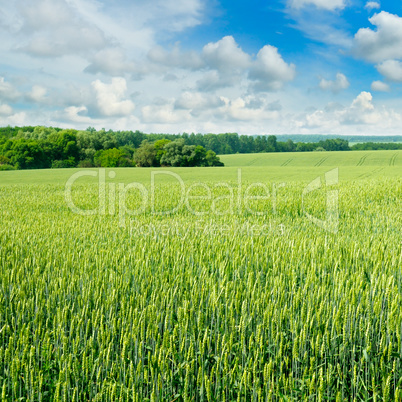 field and blue sky with light clouds