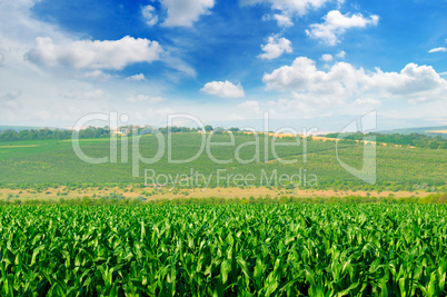 green corn field and blue sky