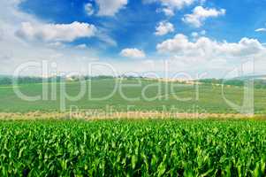 green corn field and blue sky