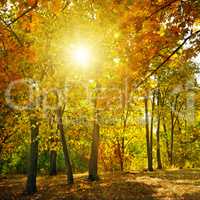 Autumn forest, yellow leaves and the sunset.