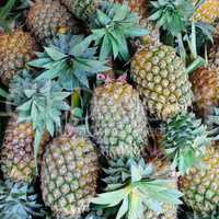 bright background of fresh juicy pineapples