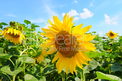 Sunflower flower against the blue sky and a blossoming field