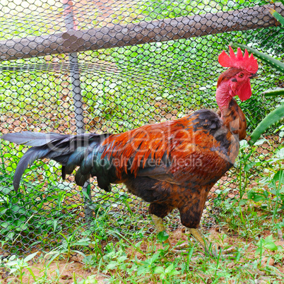 rooster with bright plumage in a garden