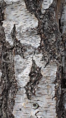 Brown tree bark background - vertical