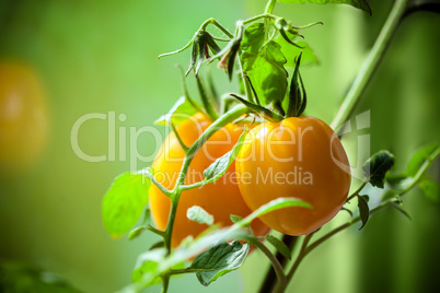 Vegetable garden with plants of yellow tomatoes