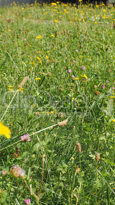 Green grass meadow background