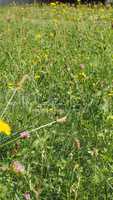 Green grass meadow background