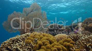 Coral reef with Anthias and Damselfishes