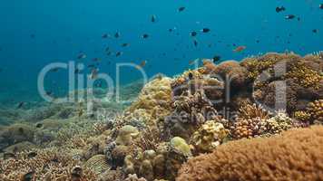 Colorful coral reef in Philippines