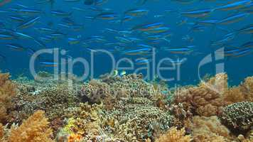 Colorful coral reef with plenty fish