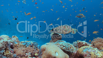 Green Sea turtle on a Coral reef