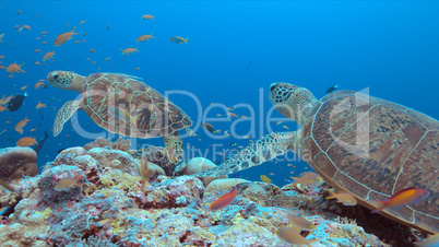 Green Sea turtle on a Coral reef