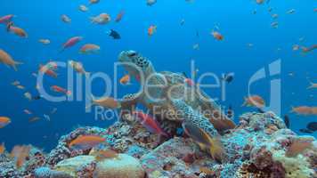 Green Sea turtle on a Coral reef