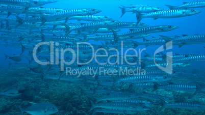 Blackfin Barracudas on a Coral reef