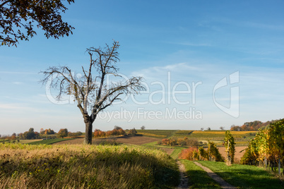 Herbstlandschaft