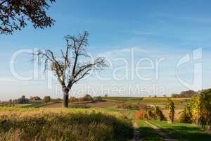 Herbstlandschaft