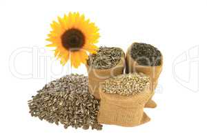 Sunflower seeds in burlap bags and spiled in front of sunfloer