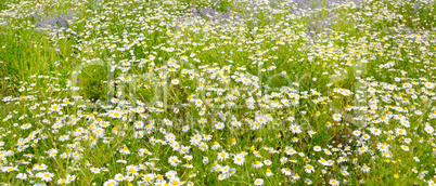 Background of blooming daisies. Focus on the foreground. Shallow