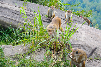 male monkey and his family in the wild