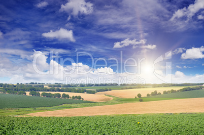 field sunflower sprouts and sunrise