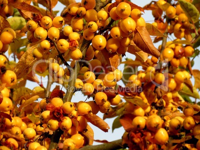 gelbe Beeren am Strauch