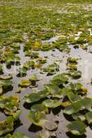 Lily Pads