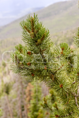 Rocky Mountain Pine