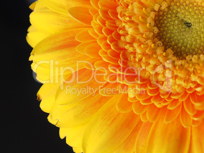 MArco shot of a Gerbera