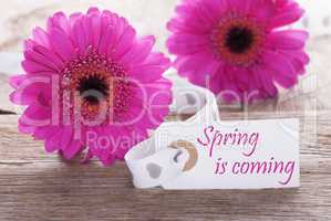 Pink Gerbera, Label, Text Spring Is Coming