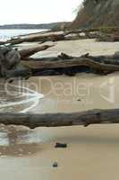 fallen trees on the beach