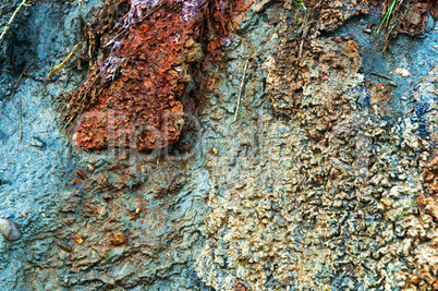 clay soil, mixed clay, sea cliff