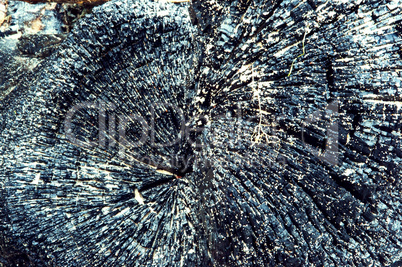 charred trunk of a tree, black charcoal wood