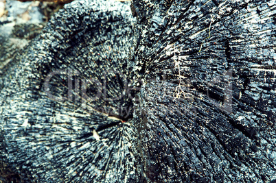 charred trunk of a tree, black charcoal wood