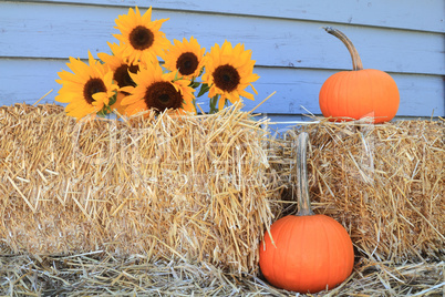 Sunflowers, pumpkins and hay for Thanksgiving