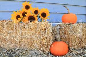Sunflowers, pumpkins and hay for Thanksgiving