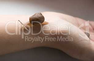 Young snail on a hand