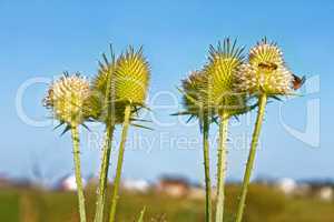 Flowering thistle against blue sky