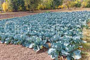 Cabbage plantation in early sunny autumn