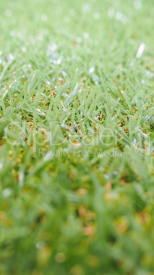 Artificial grass