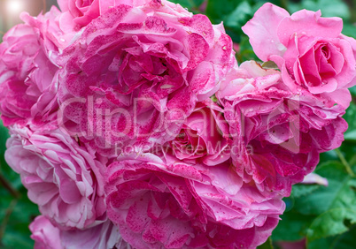 Bouquet pink roses, close-up