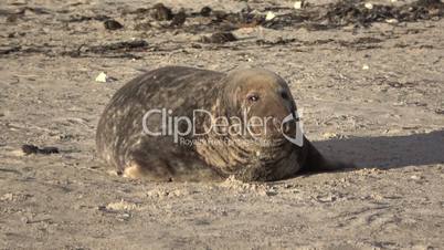 Kegelrobbe (Halichoerus grypus)