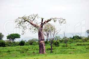 Baobab isolated in the savanna