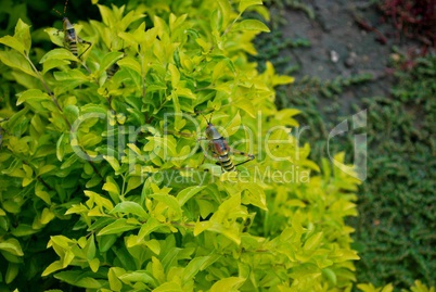 Big locust on a quite green plant