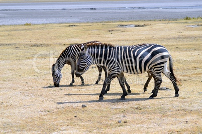 Three zebras grazing in a meadow