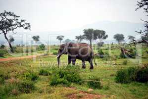Elephant isolated in the savanna